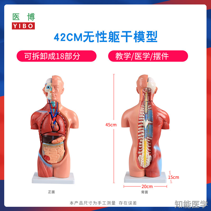 人體解剖模型廠家介紹
