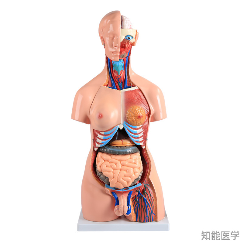 人體解剖模型的發展