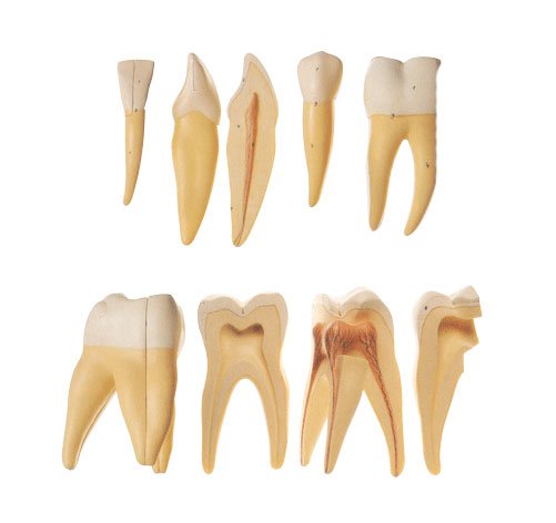 牙齒模型