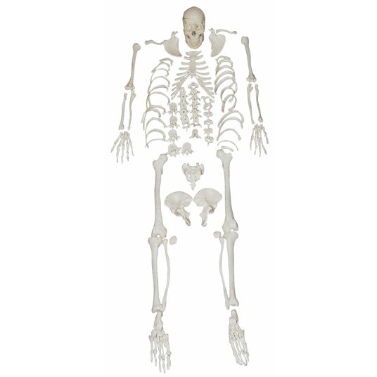 人體骨骼模型 人體骨骼模型