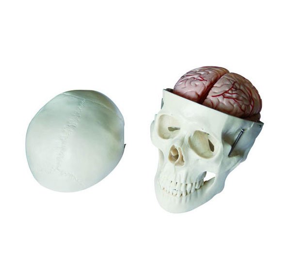 帶腦動(dòng)脈頭骨模型（BIX-A1011）