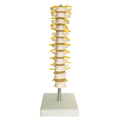 人體骨骼模型 人體骨骼模型