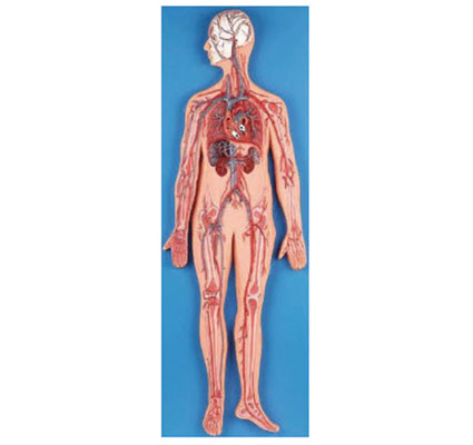 淋巴系統(tǒng)的作用