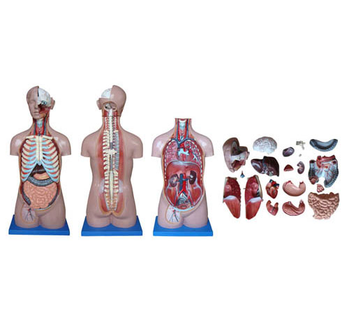 人體解剖模型 人體解剖模型