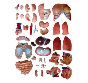 醫(yī)學(xué)人體器官模型介紹