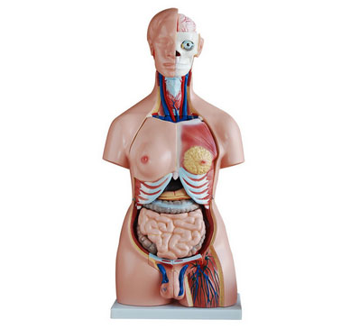 人體軀干模型的作用