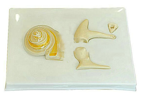 內耳、聽小骨及骨膜放大模型（BIX-BM1187）