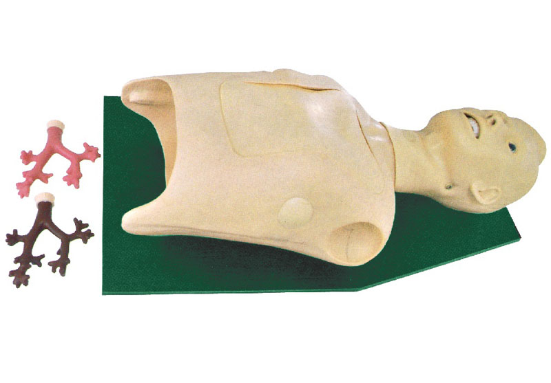 支氣管內窺鏡訓練模型（BIX/LV44）