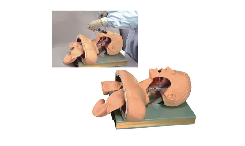 高級氣管插管訓練模型 高級氣管插管訓練模型