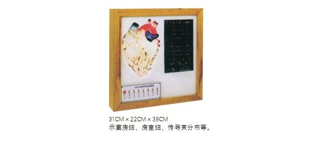 心臟傳導(dǎo)系統(tǒng)電動(dòng)模型（BIX-A2104）