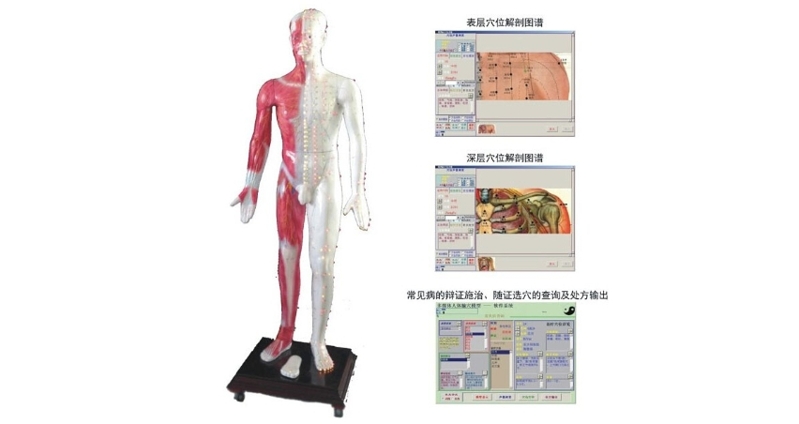 多媒體人體針灸穴位發(fā)光模型（MAW-170E）