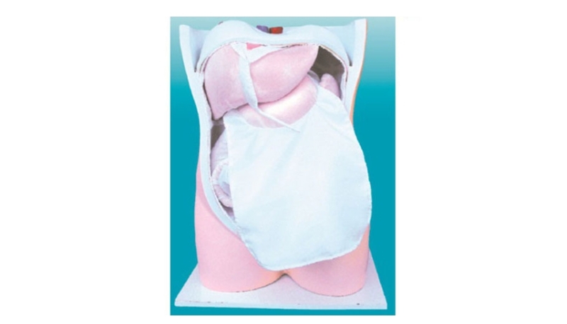 腹膜與內臟模型（BIX-BM1094）